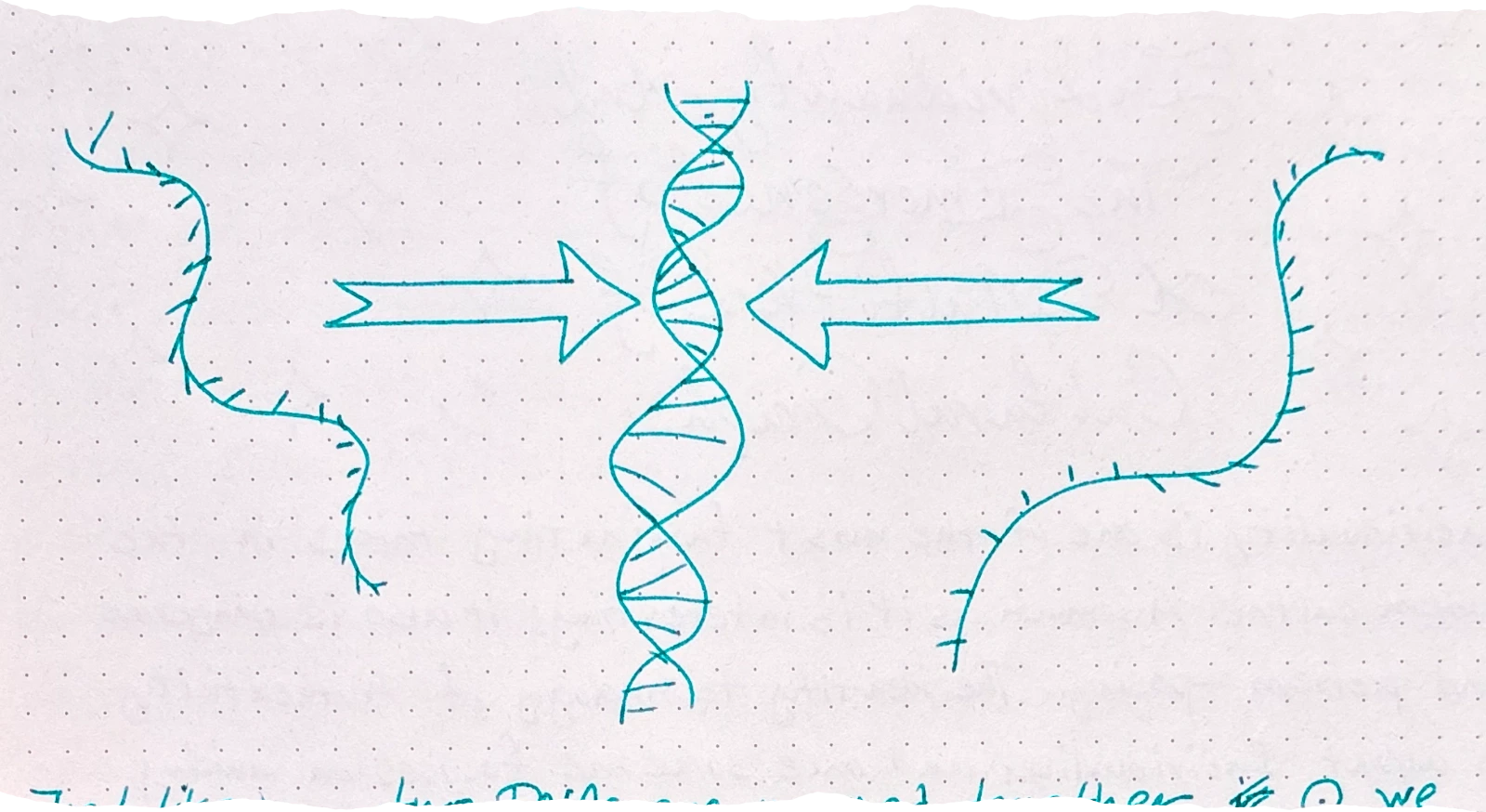 a figure showing two single strands of DNA being merged by arrows into a double helix structure
