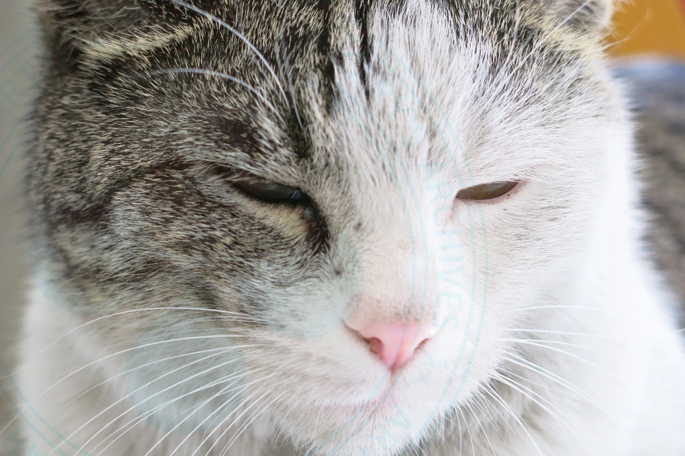 Cat Time!