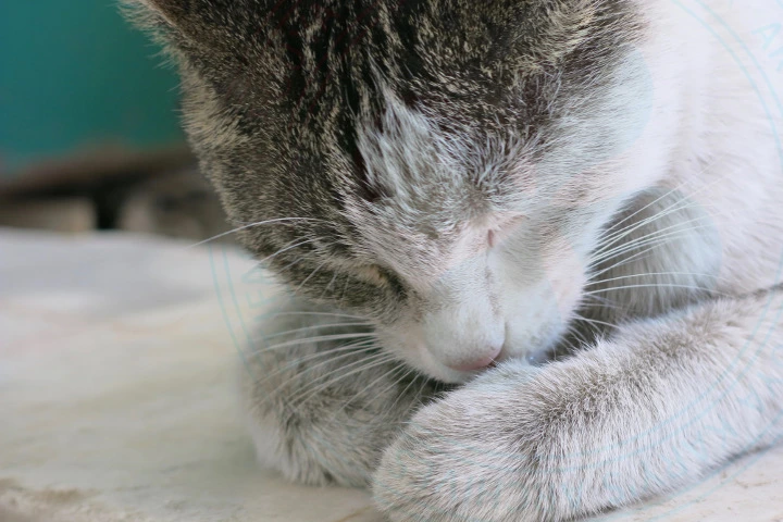 Cat Time!
