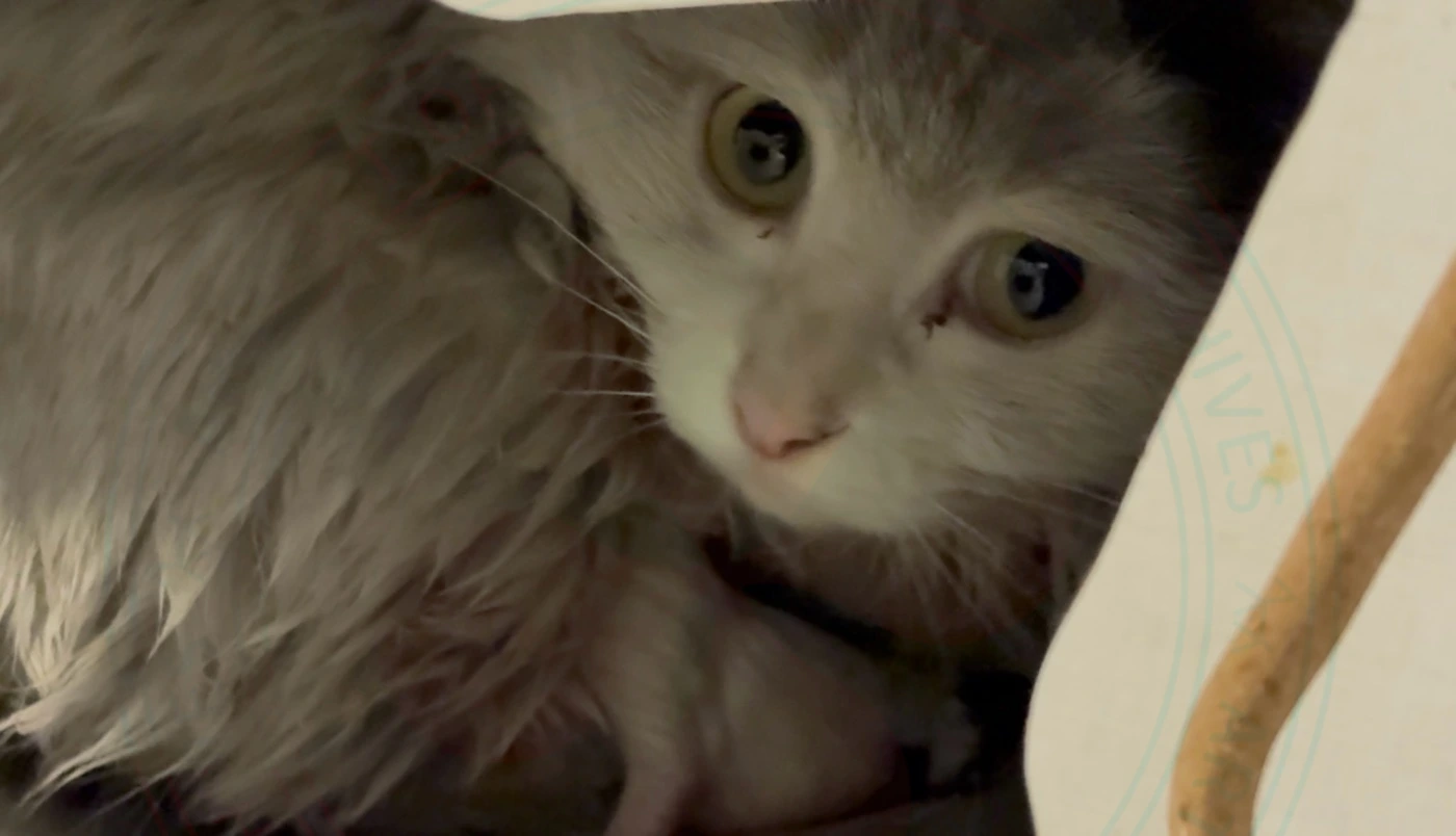 My angel @patoo gives birth to some new angels.