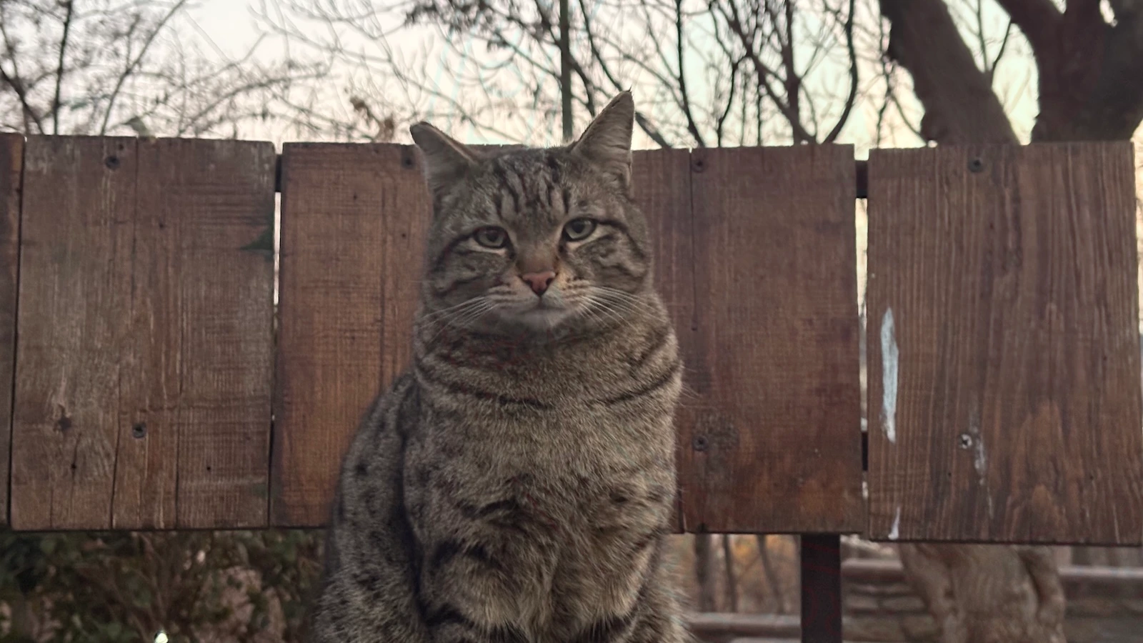 @diaries of War: Cats