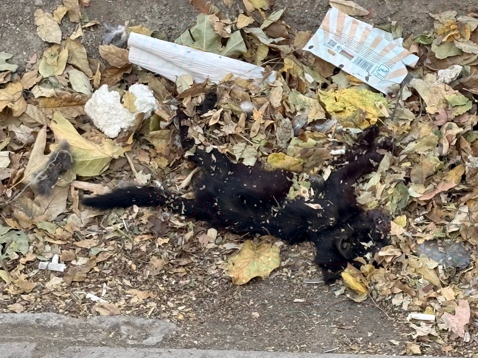 Black Kitten's Dead Body