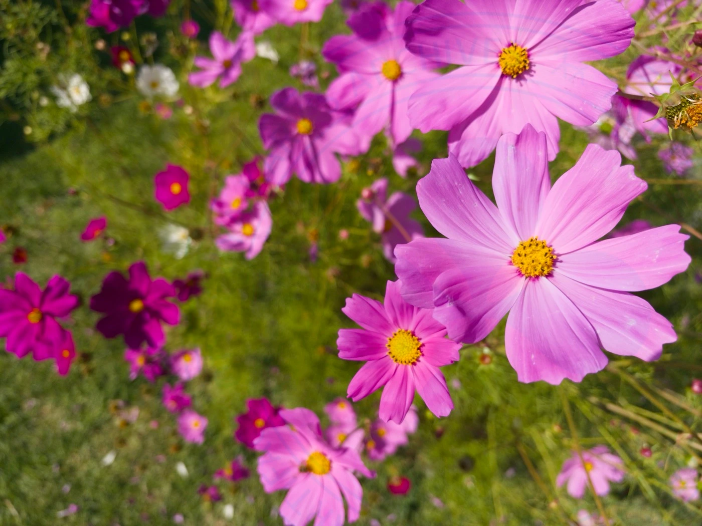 Visiting National Botanical Garden of Iran