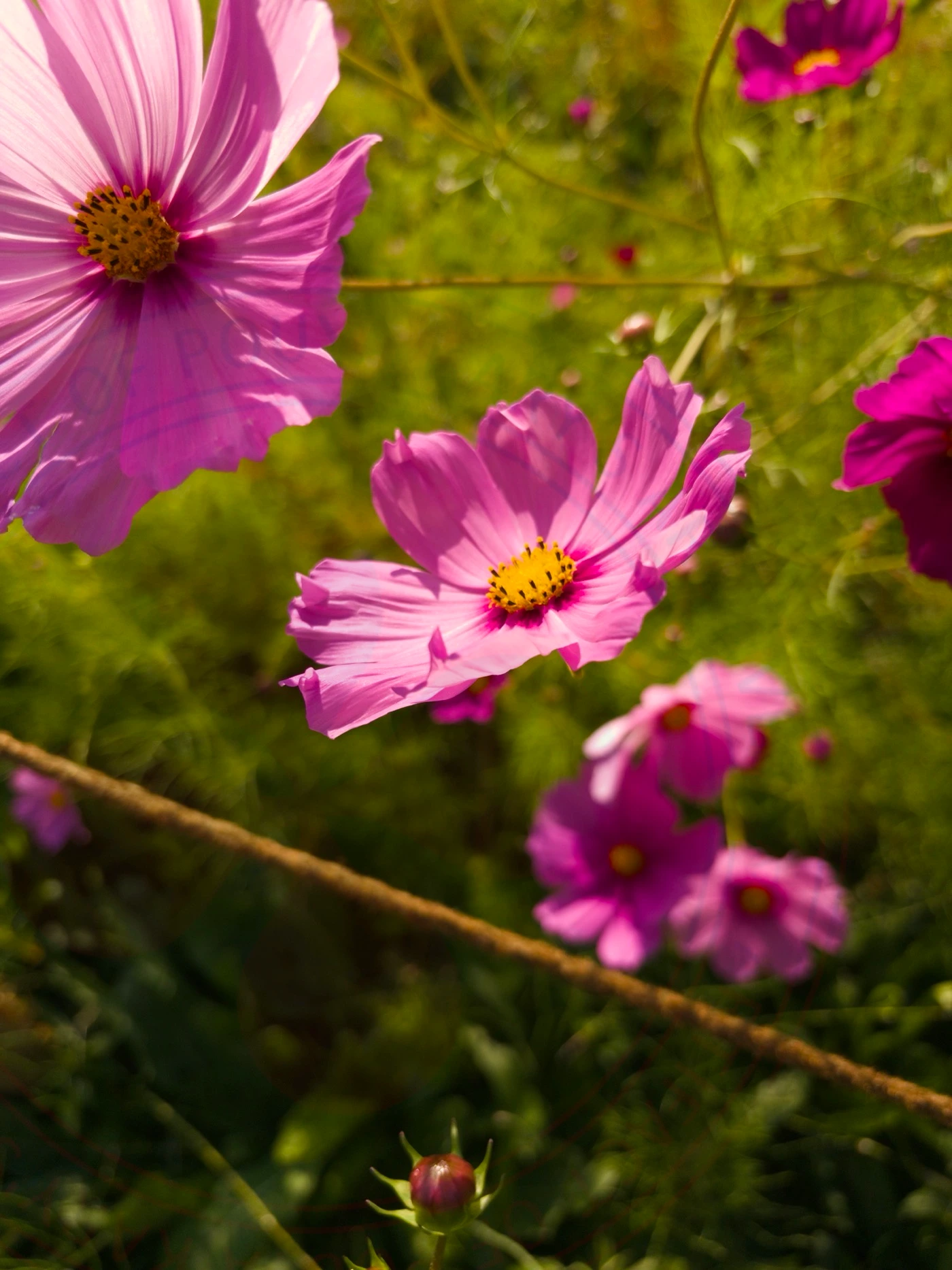 Visiting National Botanical Garden of Iran