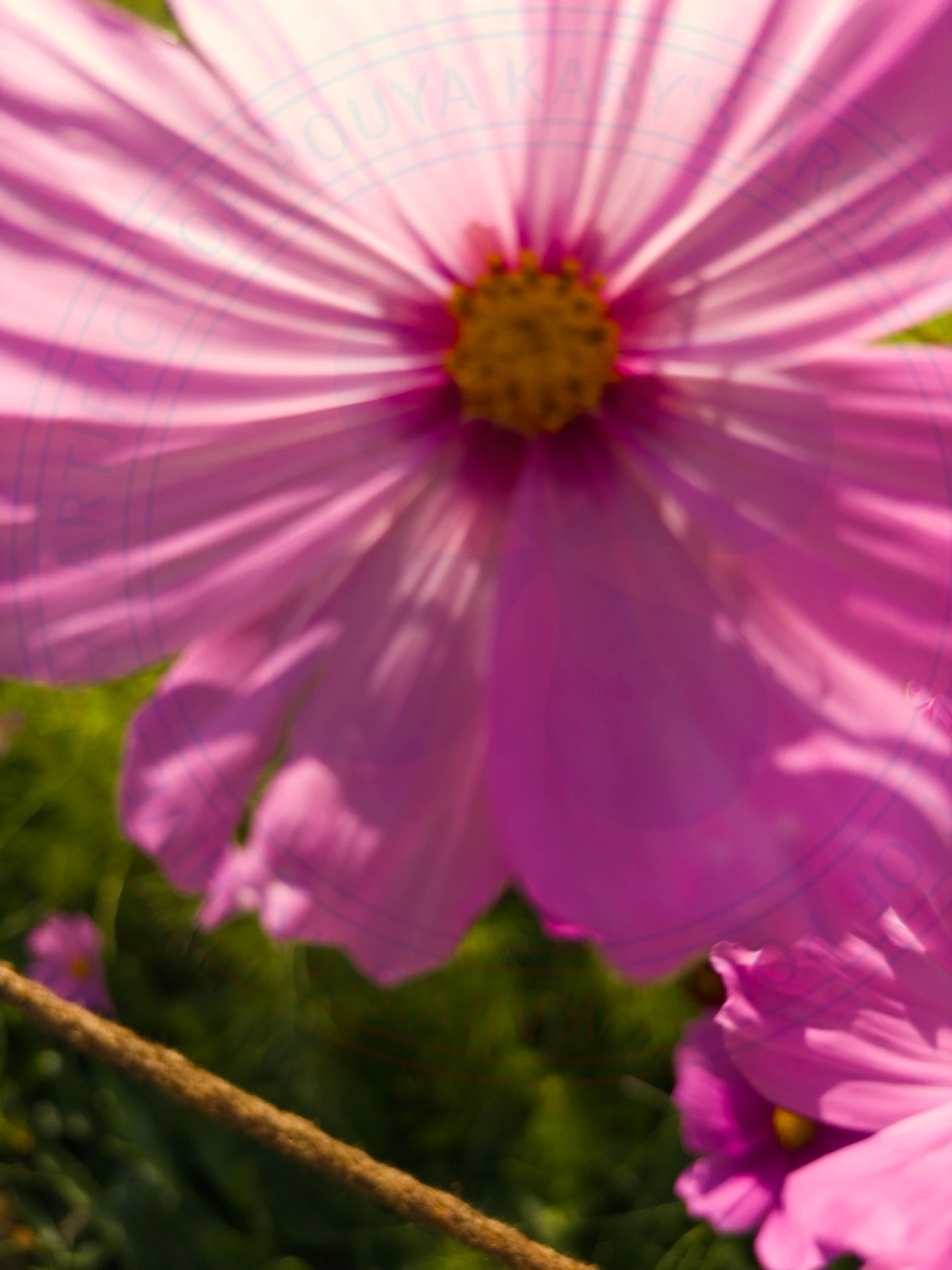 Visiting National Botanical Garden of Iran