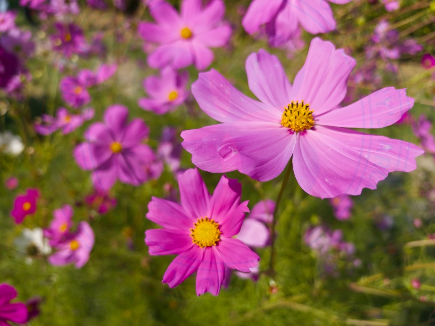 Visiting National Botanical Garden of Iran