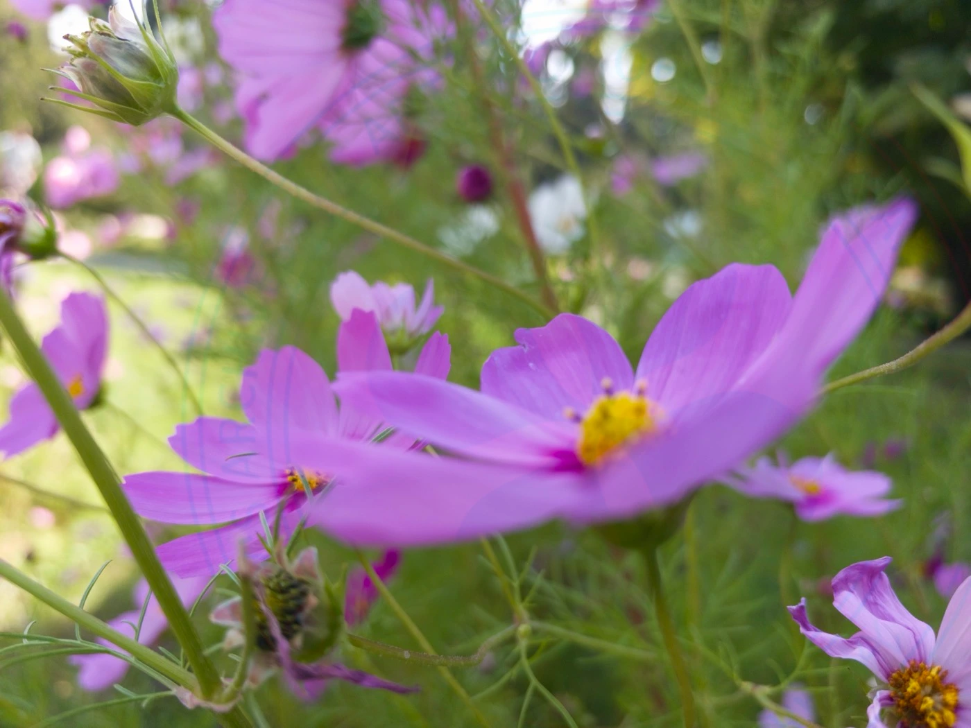 Visiting National Botanical Garden of Iran