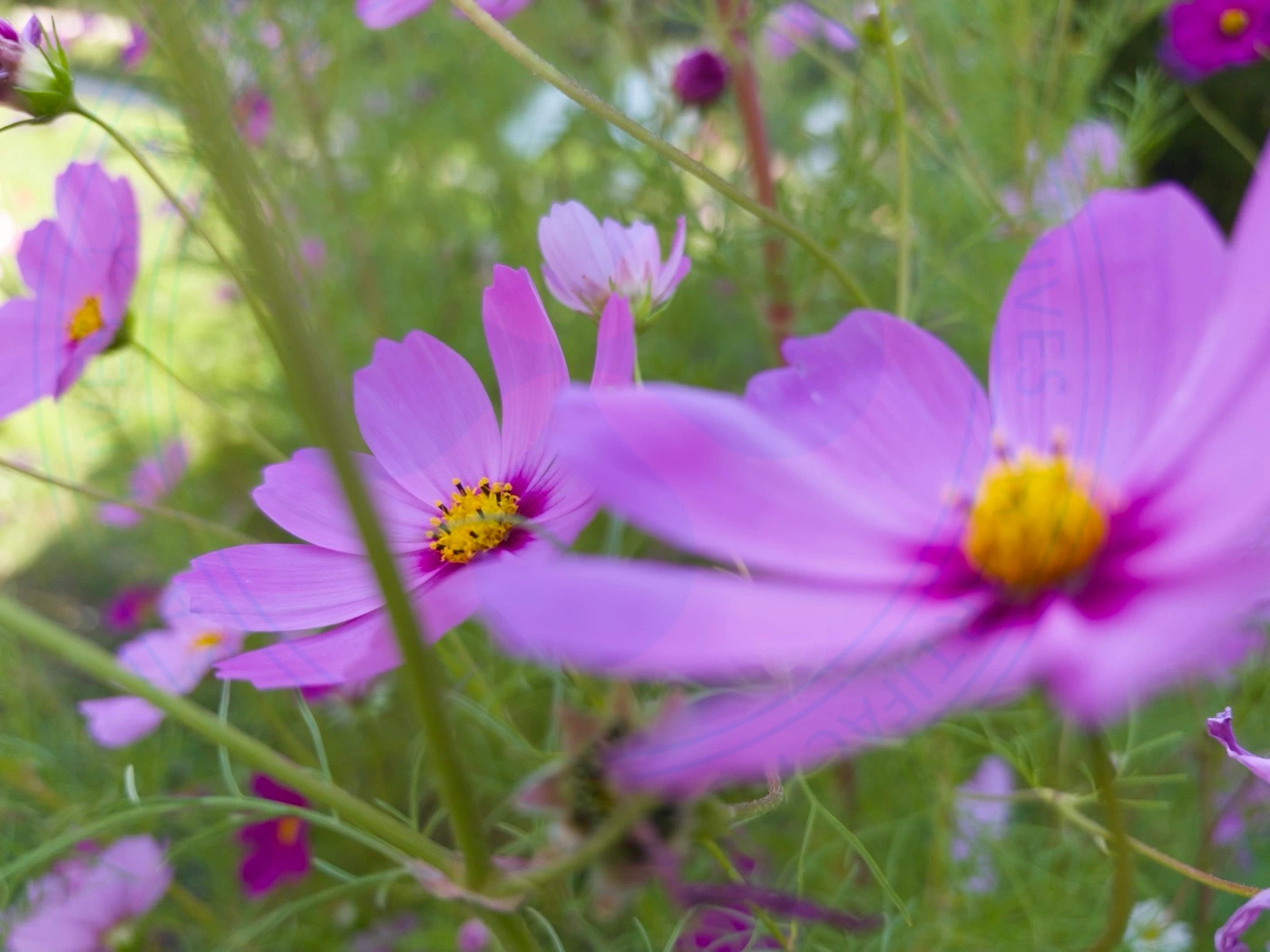 Visiting National Botanical Garden of Iran