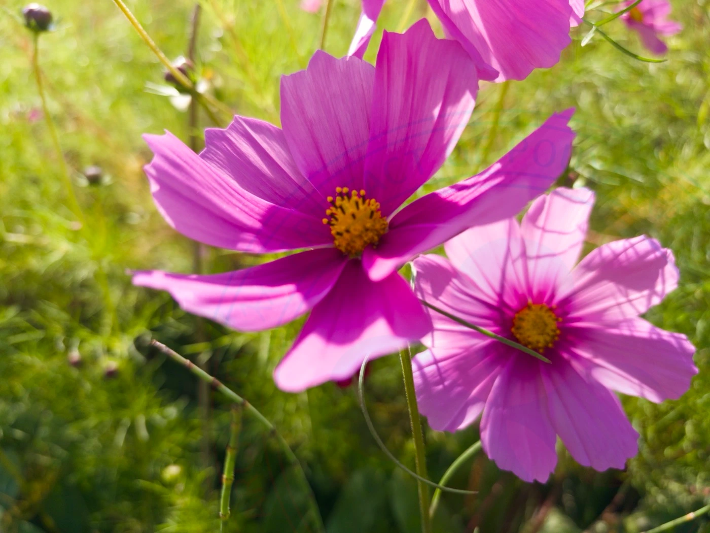 Visiting National Botanical Garden of Iran