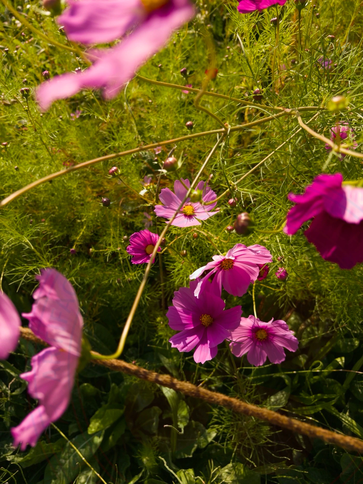 Visiting National Botanical Garden of Iran