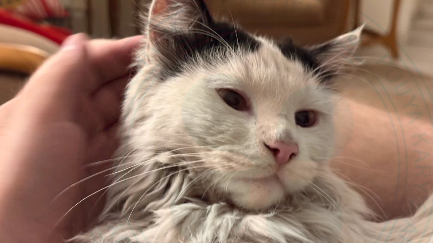 @kamwa at home with me